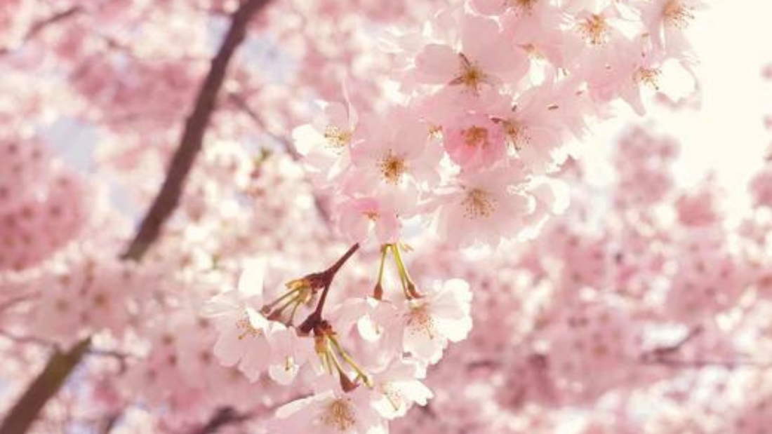 BIENVENIDA PRIMAVERA