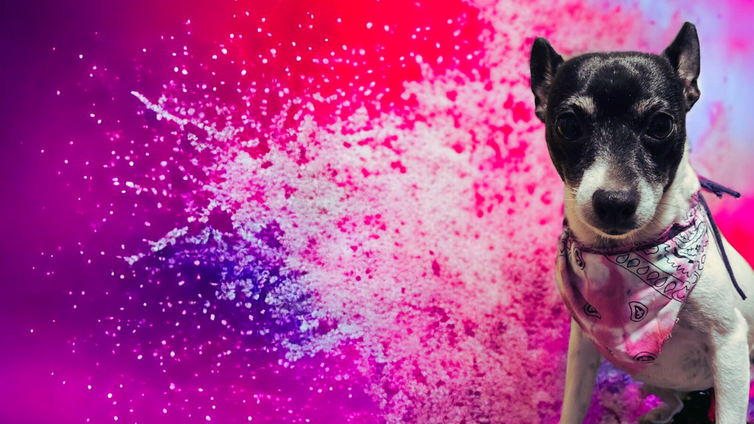 PERROS CON ESTILO
