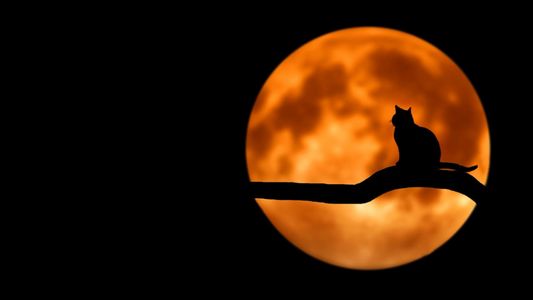 CAPA DE HALLOWEEN