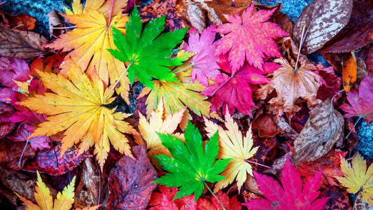 Concurso Colorearte