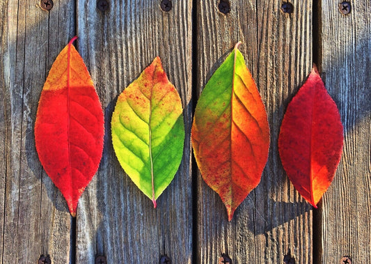 ¿COMO HACER COLORES OTOÑALES SI SOLO TENGO COLORES PRIMARIOS?