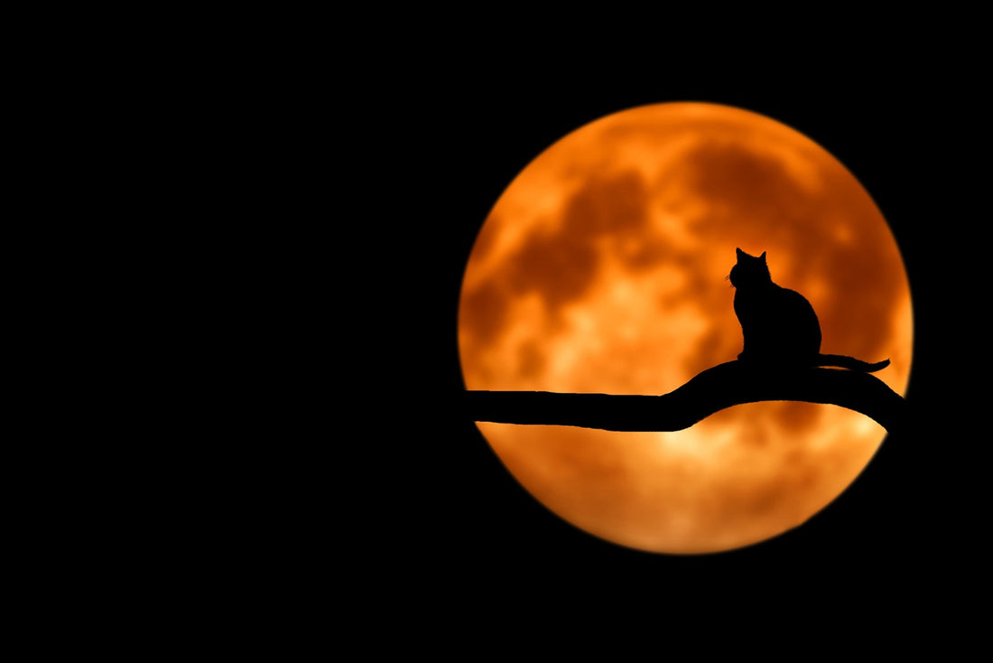 Colores de Halloween