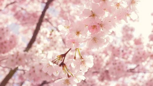 BIENVENIDA PRIMAVERA