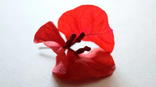 COLOR ROJO